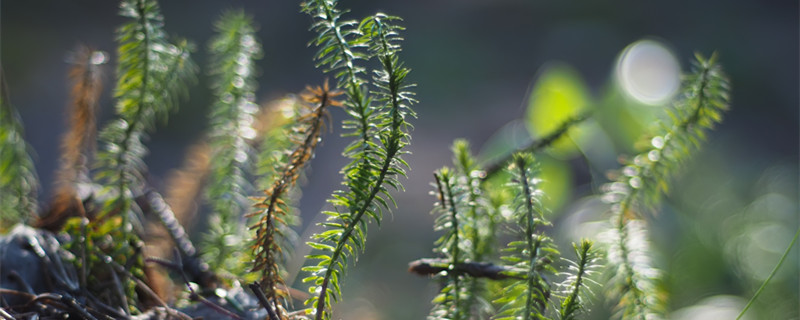 石松是什么植物（石松是什么植物裸子还是被子）