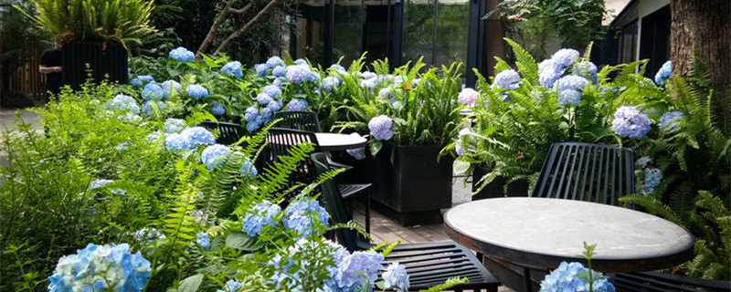 大花蕙兰开过花后还能再开吗 开过花的大花蕙兰还能开花吗