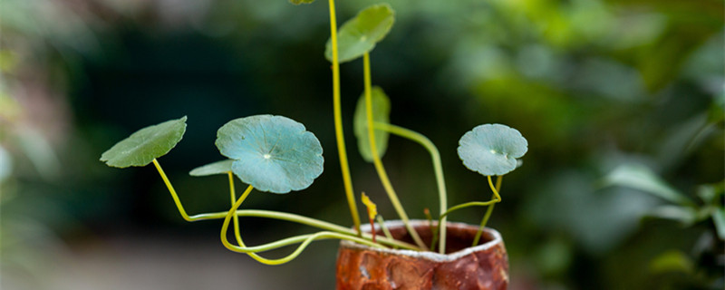 铜钱草怎样繁殖扦插法(铜钱草怎么扦插)
