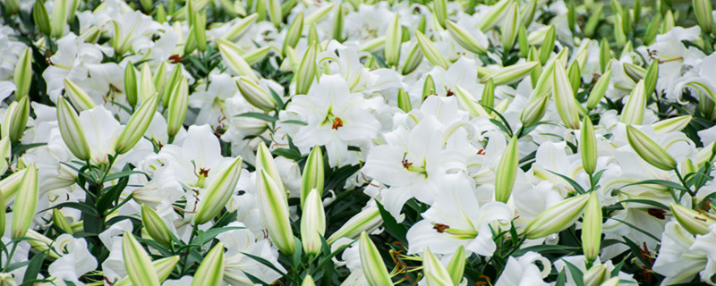 百合花是单性花还是两性花 百合花属于双性花吗