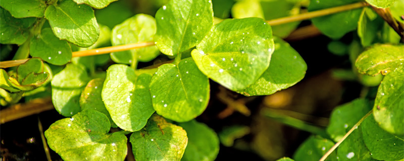 金钱草怎么养 铜钱草怎么养才能叶大爆盆