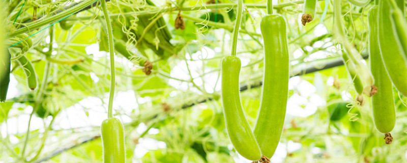 西葫芦的整枝方法（西葫芦如何整枝）