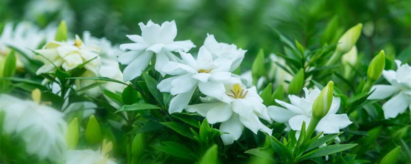 栀子花怎么催开花（栀子花怎么促进开花）