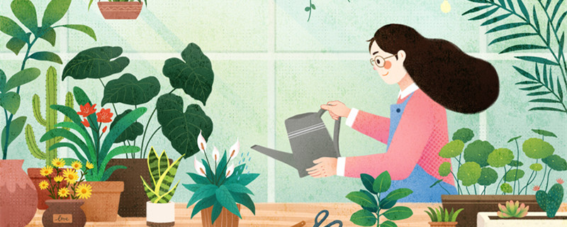 玉树放在家里吉祥吗 玉树放在家里吉祥吗玉树根和叶能做环保酵素吗