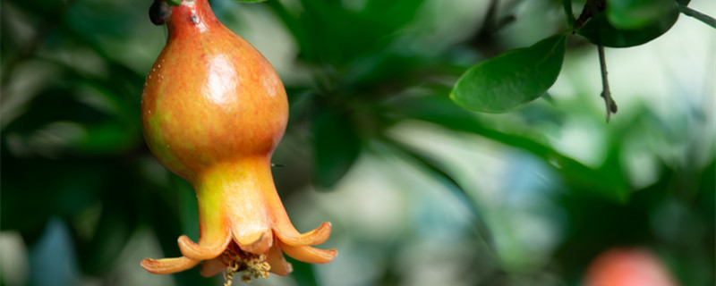 石榴不开花不结果是什么原因 石榴花只开花不结果是什么原因