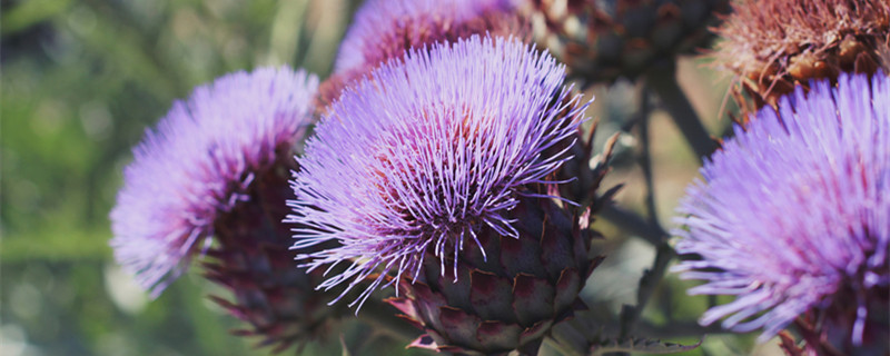 藿香蓟的养殖方法和注意事项 藿香蓟生长环境