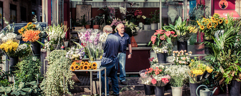 虎皮兰叶子干瘪怎么办 虎皮兰叶子干了怎么办