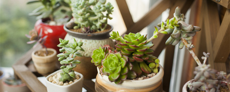 山地玫瑰多肉夏天怎么养 多肉山地玫瑰夏季怎么养