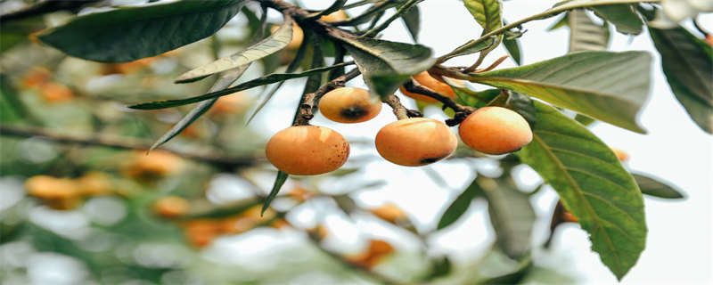 枇杷核怎么种（枇杷核怎么种植视频）