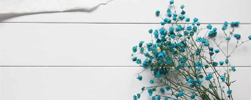 满天星好养吗（满天星好养吗都是什么时间开花）