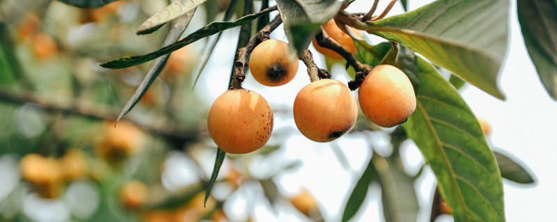 枇杷怎么吃 枇杷怎么吃治咳嗽最好