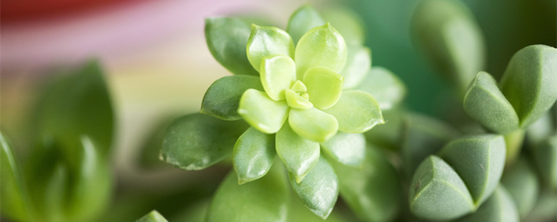 观音莲的养殖方法 观音莲的养殖方法和注意事项