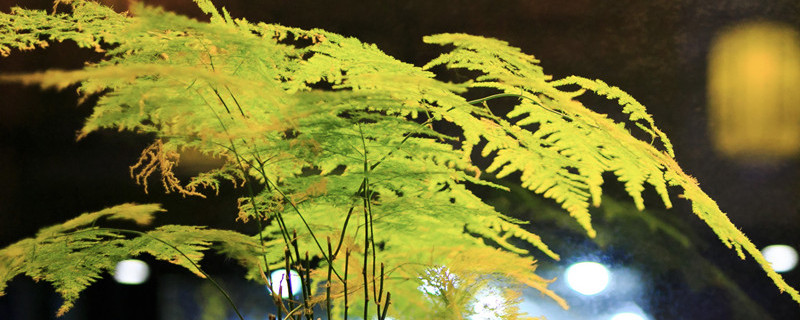 文竹养殖方法和注意事项剪枝（文竹的养殖方法和修剪）