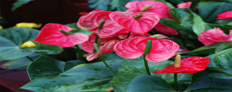 粉掌花语 粉掌和红掌花语及象征