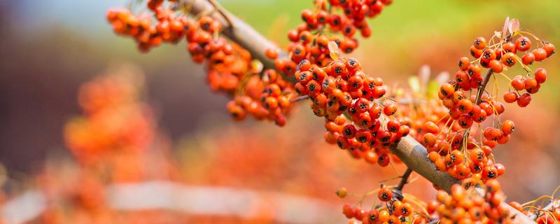 沙棘果有种子吗 沙棘有种子吗?