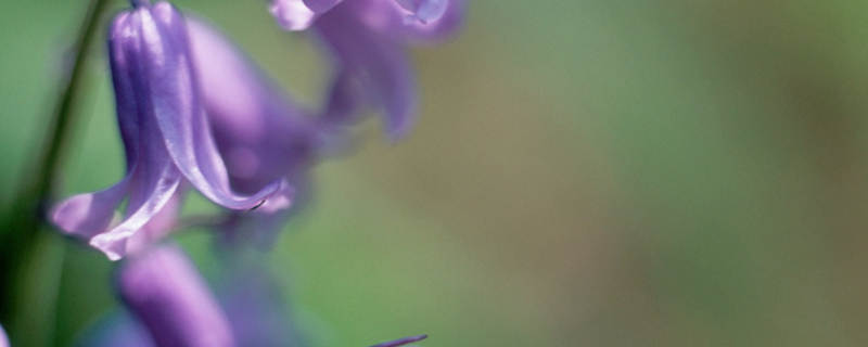 风铃草花语 风铃草花语是一生只爱一个人吗