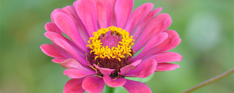 百日草种子种植方法和时间 百日草种子种植方法及养护