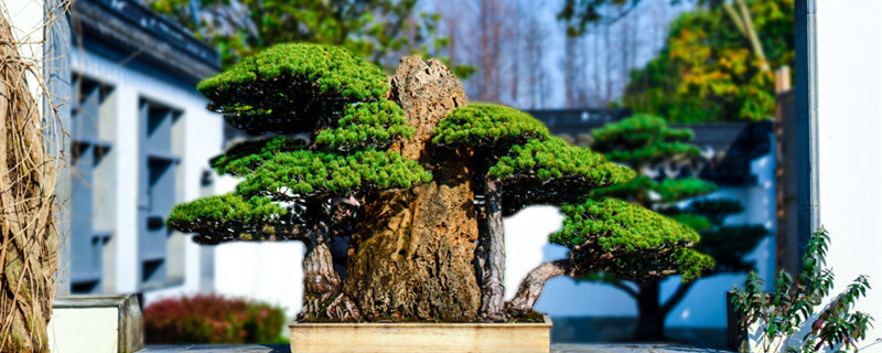 榕树盆景怎么养 榕树盆景养护