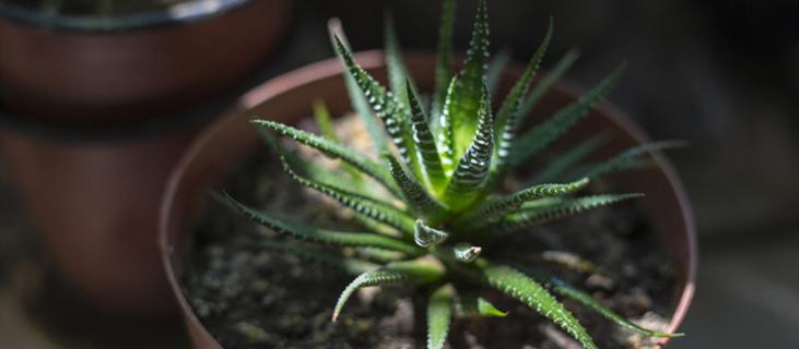 芦荟的养殖方法和注意事项 波路芦荟的养殖方法和注意事项