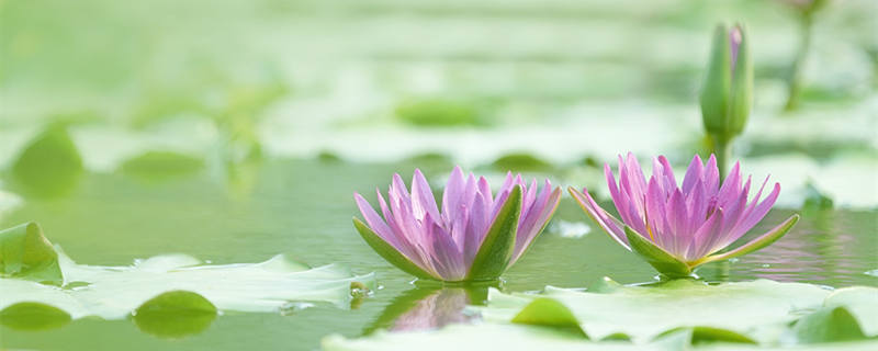 睡莲水养一般能养多久（睡莲水养能保持几天）