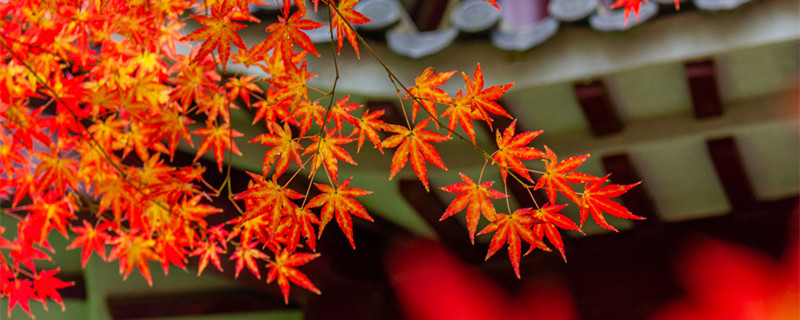 红枫树的寓意和象征 红枫树象征着什么