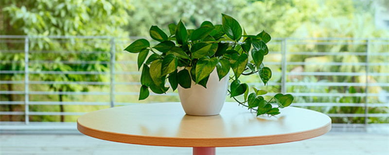 吉利红如何爆盆 吉利红怎样养更红