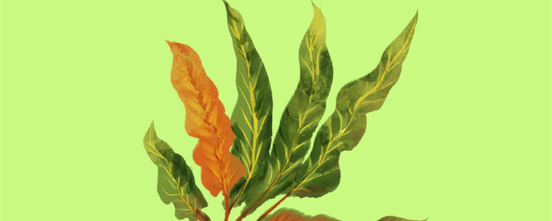 石苇是什么植物（石韦生长在哪里）