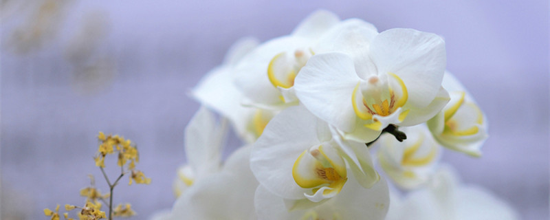 白兰花用深盆还是浅盆（种兰花用浅盆好吗）