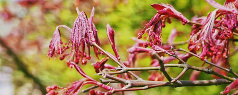 槭树的常见品种分类（槭树有多少品种）