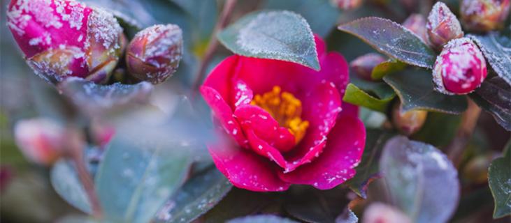 山茶花的养殖方法（四季杜鹃山茶花的养殖方法）