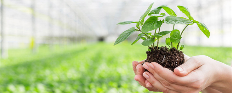 赤伞是什么植物 海伞是什么生物