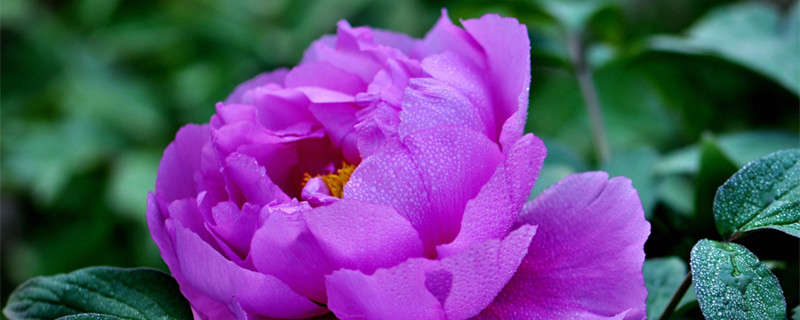 牡丹花寓意 牡丹花寓意和象征意义吉祥