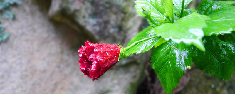 扶桑的养殖方法(花卉扶桑的养殖方法)