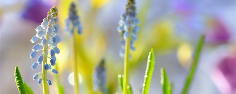 风信子的养殖方法和注意事项 风信子养殖技巧