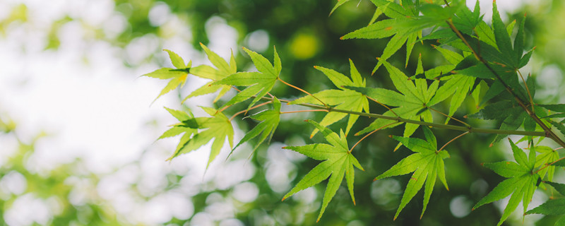 叶片下表皮是哪一面 叶片的上下表皮