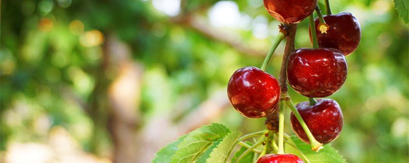 樱桃树种子的种植方法 樱桃树苗的种植方法