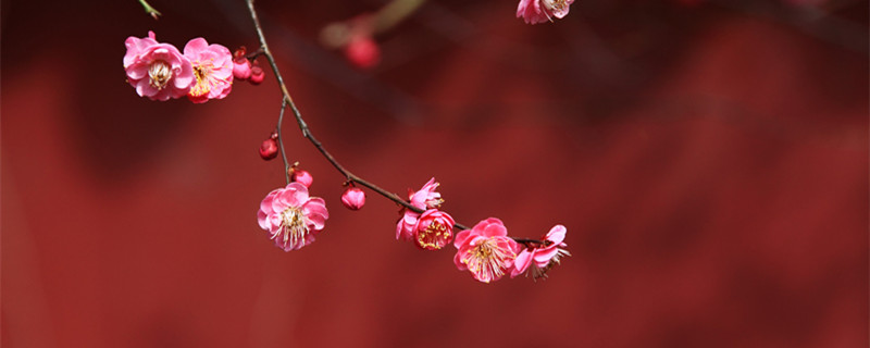 梅花开放的时间 梅花开放的时间长吗