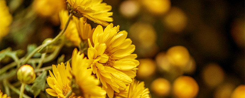 菊花的寓意（菊花的寓意和象征诗句）