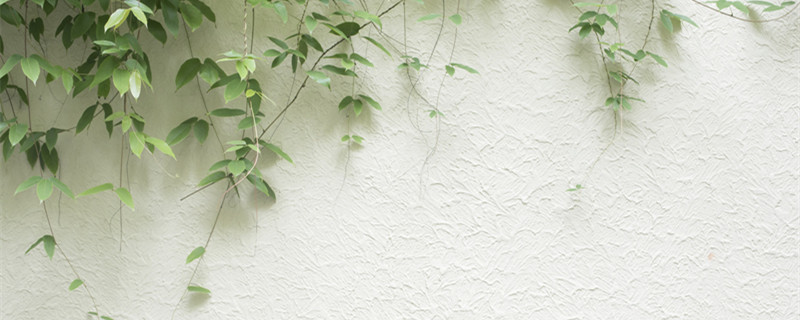 爬山虎植物怎么种植 爬山虎植物盆栽怎么养