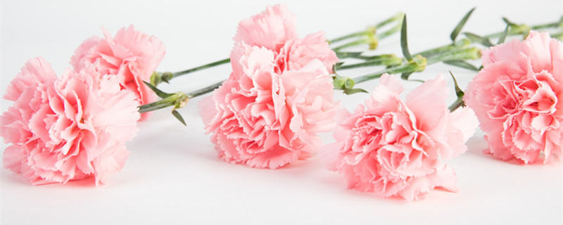 康乃馨加百合什么意思（百合加康乃馨是什么意思）