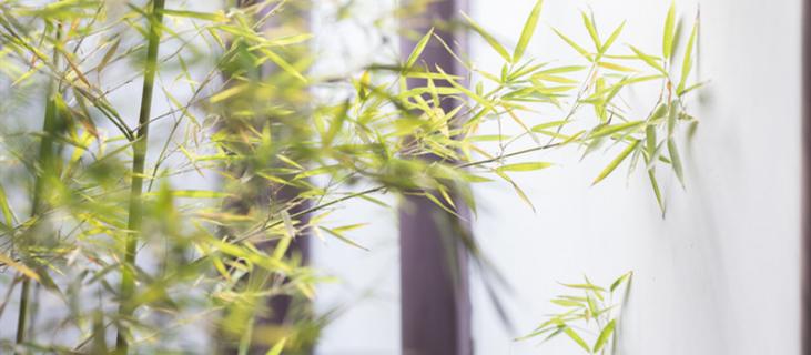 富贵竹的水养殖方法（水养富贵竹的养殖方法）