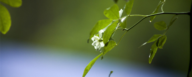 白蔷薇花语及代表意义 白色蔷薇花语及代表意义