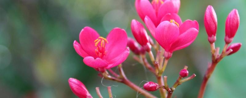 琴叶珊瑚的养殖方法和注意事项 琴叶珊瑚花怎么养