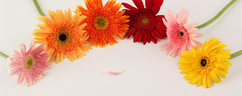 太阳花什么时候播种 太阳花什么时候播种最好