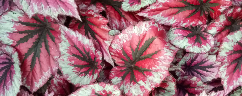 金线莲的种植技术与管理 金线莲生长环境与种植技术