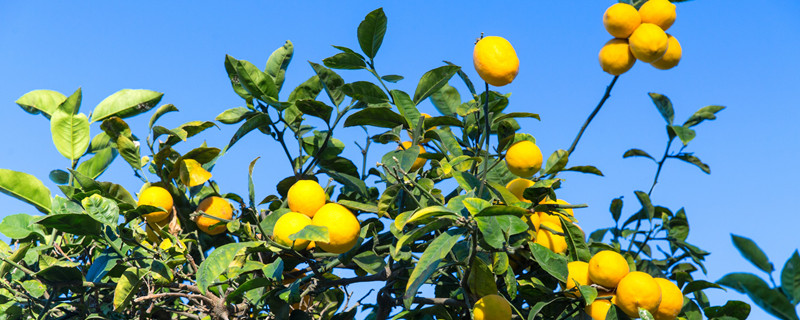 让树木快速生长的肥料 树木如何施肥