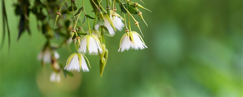 倒挂金钟的养殖方法（植物倒挂金钟的养殖方法）