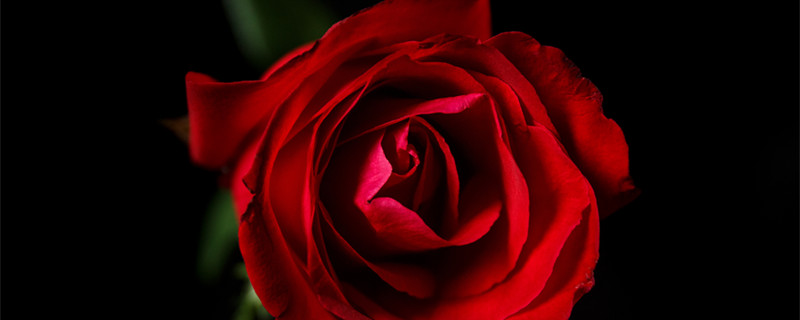 美国的国花是什么 美国的国花是什么花