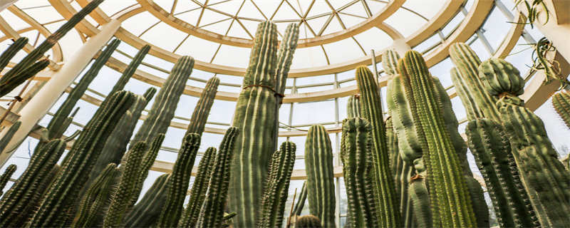 将军柱的养殖方法和注意事项（将军柱可以在家里养吗）