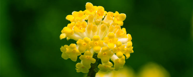 瑞香花几月份开花开几次(瑞香花开花季节)